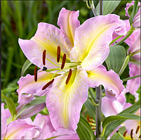 ЛІЛІЯ орієнтальна Hocus Pocus 12/14 (1 шт.)