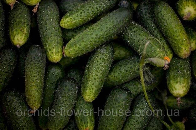 Насіння Огiрок Селянський (0,5г), фото 1