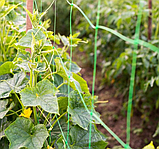 Огіркова сітка 15*18 1.50*500 метрів Агрокремінь, фото 3