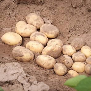 Насіннєва картопля Прада, 2 репородукція, фото 1