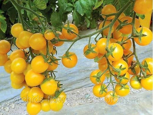 Насіння Гранульоване Томат Жовті Вишні кімнатний (20 шт)
