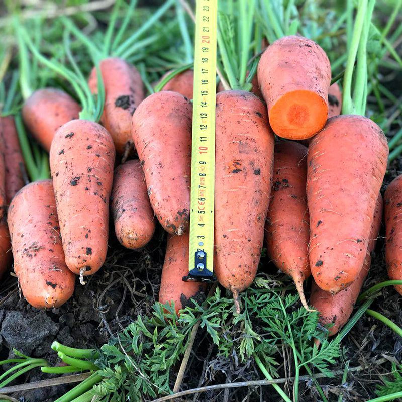 Насіння морква Золотий Запас 15г