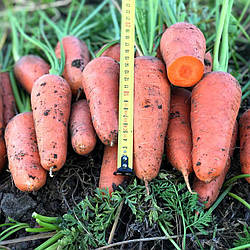 Насіння морква Сластьона 10г