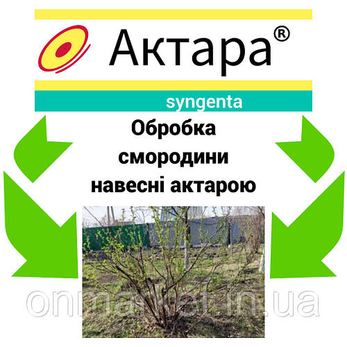 🌿 Актара для смородини навесні: ефективний захист від шкідників і секрети правильної обробки 🌿