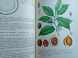 Мурашина Д.А., Гаммерман А.Ф. Тропічні та субтропічні лікарські рослини. (б/у)., фото 7