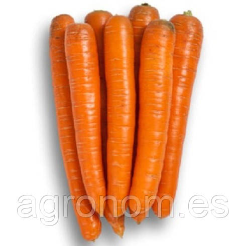 Семена моркови ТРАФОРД F1 25 000 семян (калибр. 1,8 - 2,0), Rijk Zwaan