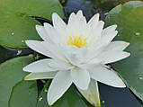 Німфея Перріс Дабл Вайт (Nymphaea "Perry's Double White")  (молода рослина, поділка), фото 3