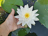 Німфея Перріс Дабл Вайт (Nymphaea "Perry's Double White")  (молода рослина, поділка), фото 4