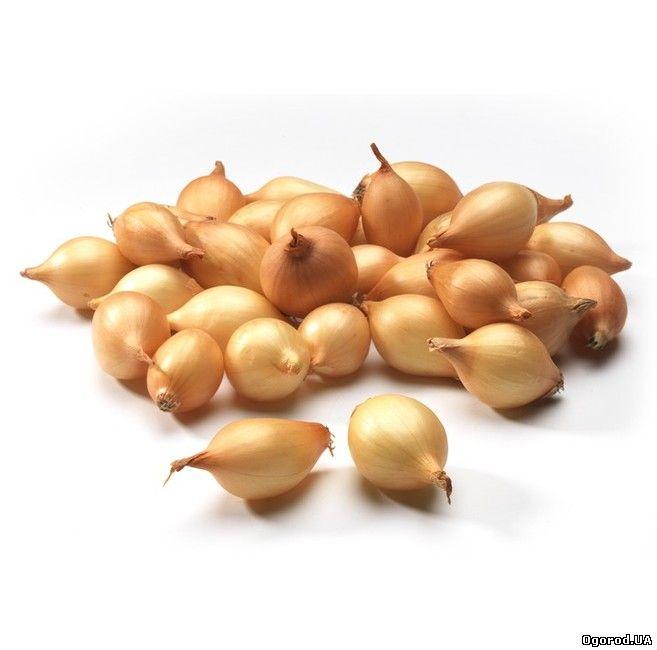 Цибуля сівок Болеро 100г ТОР Onions 10-21мм