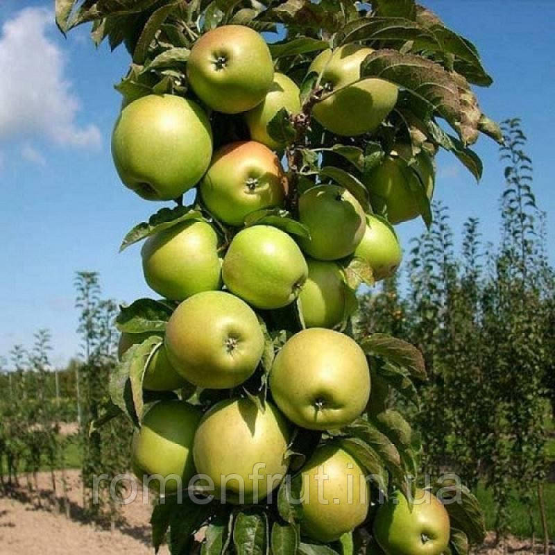 Яблуня "Болеро" колоновидна