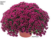 Хризантема ампельна Skyfall Purple (в горщику р.12)