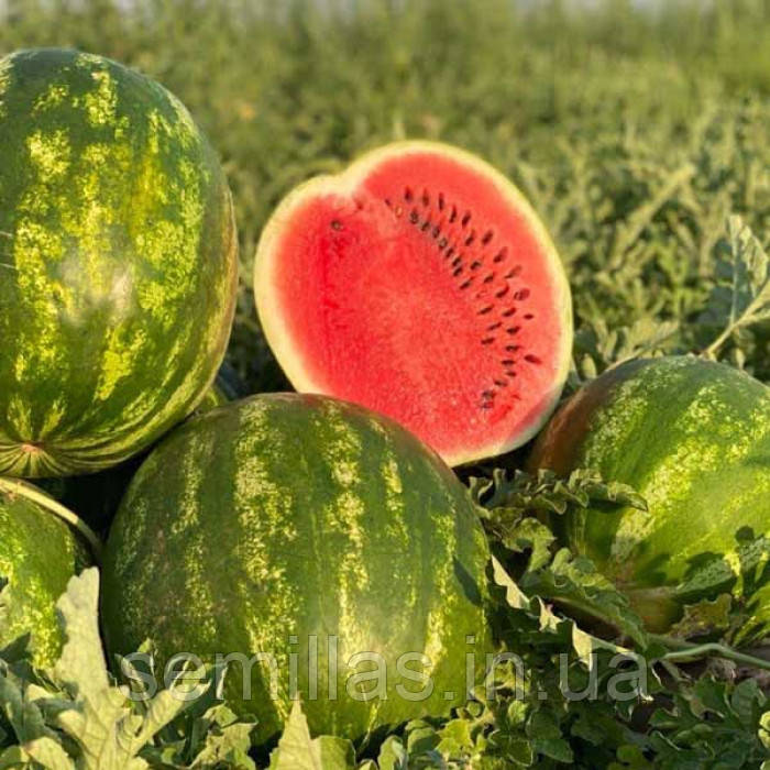 Насіння кавуна Бомбейро F1, 1000 шт., надранній, Кримсон Світ тип, Hazera