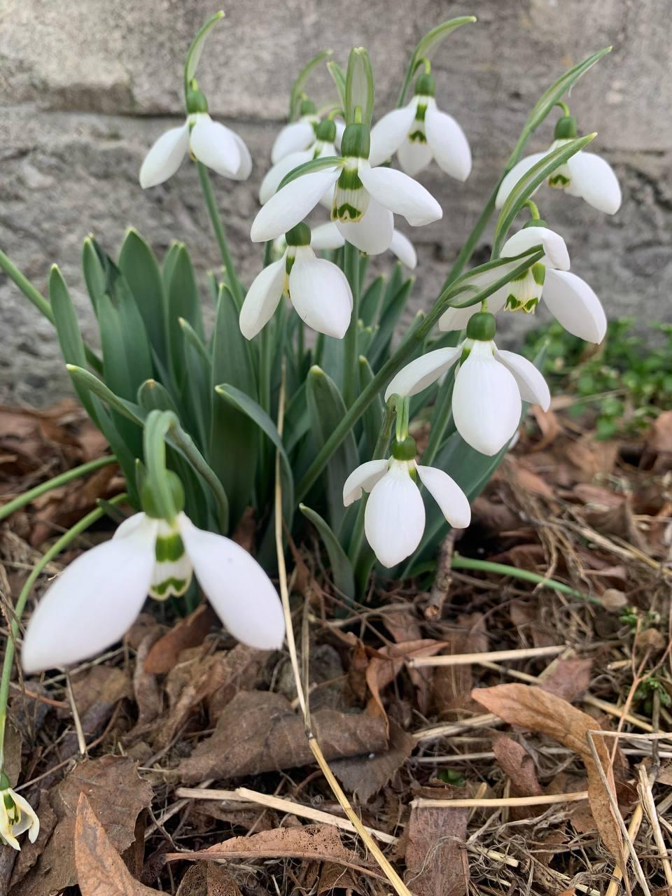 Підсніжник білосніжний або галантус (Galanthus nivalis L.) цибулина