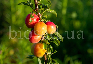 Слива колоновидна Мірабель Бона (медова)