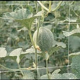 Сітка огіркова (шпалера) 1.7 м х 500м. 15х18см. Україна., фото 4