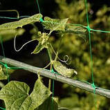 Сітка огіркова (шпалера) 1.7 м х 500м. 15х18см. Україна., фото 3