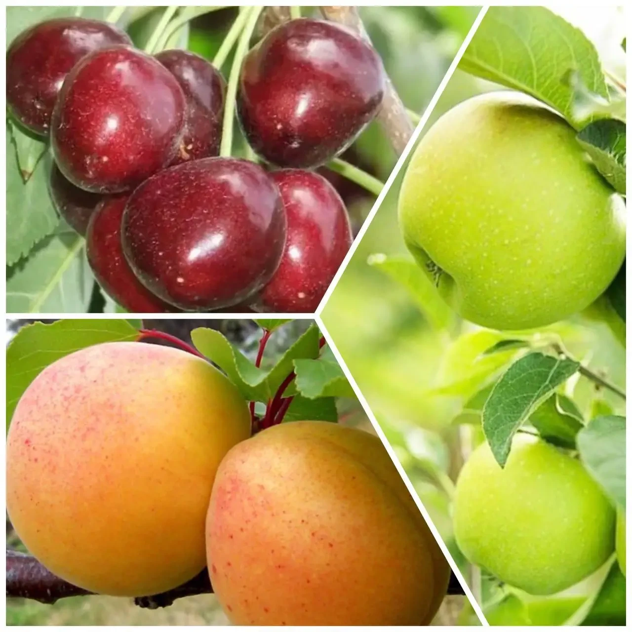 Комплект Плодових Дерев "Абрикос Богатир,Черешня Наполеон,Яблуня Мутсу" складається з 3-х саджанців, фото 1