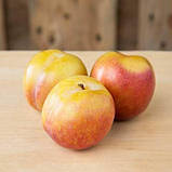 Слива ОКТОБЕР САН (дворічна) пізнього терміну дозрівання, фото 2