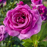 Саджанці плетистої троянди "Віолет Парфум" (1 шт.)