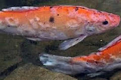 Засоби для лікування риб