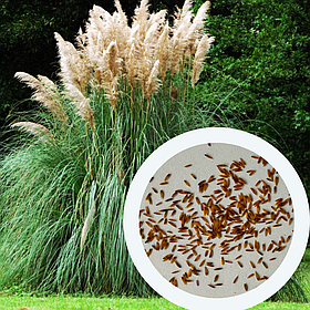 Пампасна трава насіння 0,02 грами (прибл. 75 шт) (Cortaderia selloana) кортадерія двудомна селло