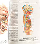 Синельників Р.Д. Атлас анатомії людини том 2 підручник з анатомії челкова, фото 2