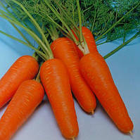 Курода Шантане (500 г) насіння моркви Sakata