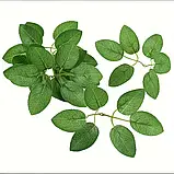 Листя троянд, фото 4