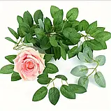 Листя троянд, фото 3