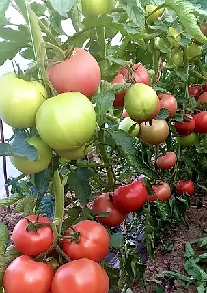 Насіння томату Монсеррат (Монсерат) F1 (Monserrat F1) Manier Seeds 500, фото 1
