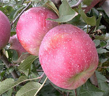 Саджанці яблунь Флоріна