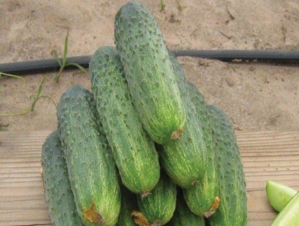 Огірок Директор F1 50нас Nunhems СЛ, фото 1