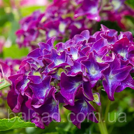 Гортензія Форевер Евер Паарс / С5 / Hydrangea Forever Ever, фото 3