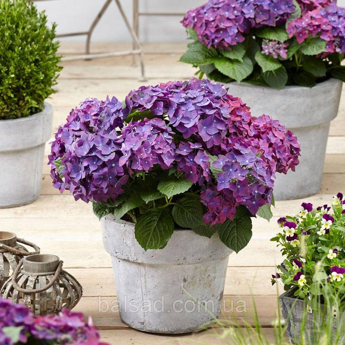 Гортензія Форевер Евер Паарс / С5 / Hydrangea Forever Ever