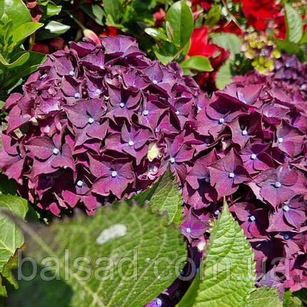 Гортензія Форевер Евер Паарс / С5 / Hydrangea Forever Ever, фото 4