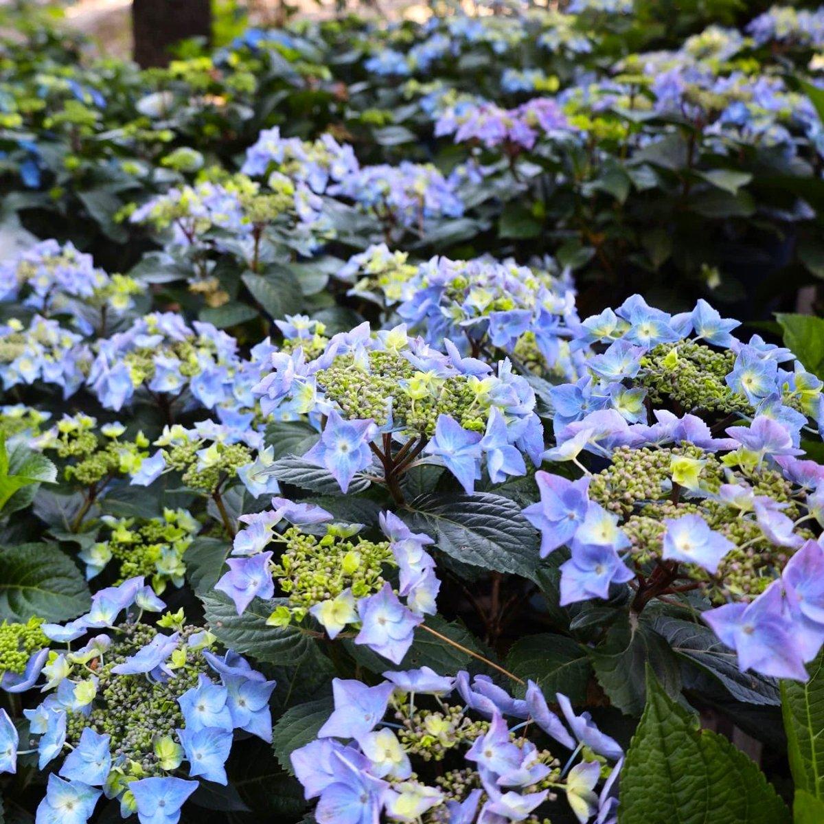 Гортензія Поп Стар Блю / С5 / Hydrangea Pop Star Blauw