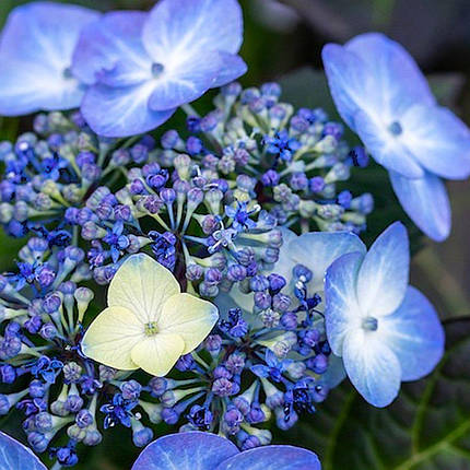 Гортензія Поп Стар Блю / С5 / Hydrangea Pop Star Blauw, фото 2