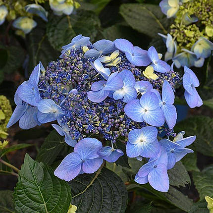 Гортензія Поп Стар Блю / С5 / Hydrangea Pop Star Blauw, фото 3