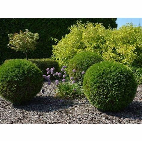 Туя Danica західна С3 А, фото 1