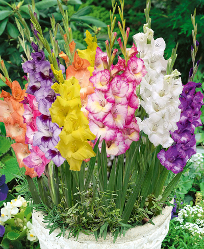 Гладіолус _25 ., фото 1