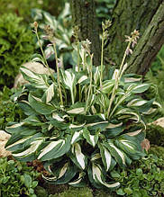 Хоста Undulata Mediovariegata