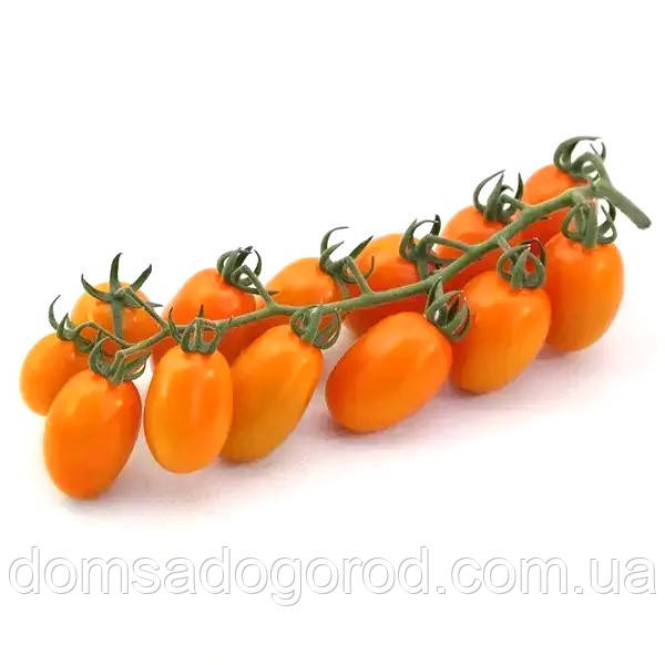 Томат КС 97 F1 / KS 97 F1 Kitano Seeds 500 шт