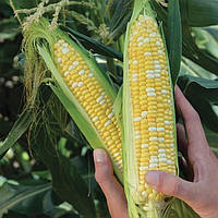 Насіння кукурудзи Камберленд F1 (Clause), поштучно — середньостигла (76-77 днів), суперсолодка, біколорна