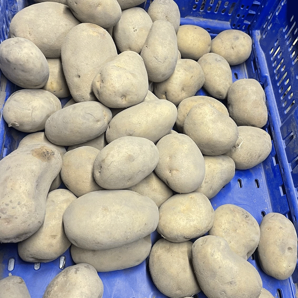 Насіннєва картопля Аннушка, 50-60 днів ультраранній 2 репродукція