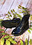 Чоловічі весняні черевики Dr. Martens 1460 Black (чорні) повсякденні черевики 6926 Др Мартінс vkross, фото 3