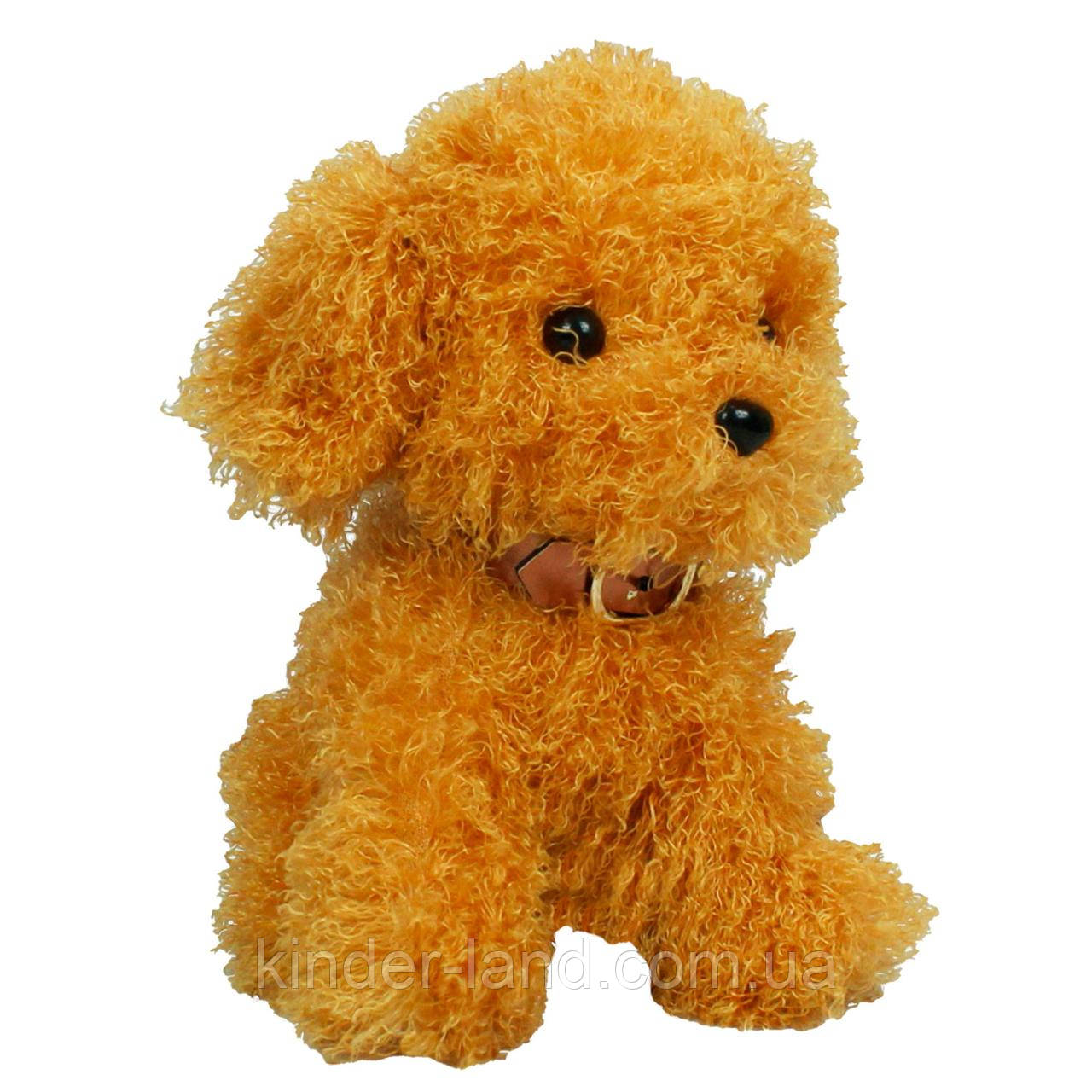 М’яка іграшка, собачка Мальтіпу, 23 см