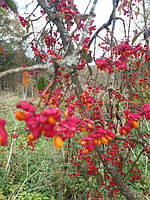 вкорінені живці