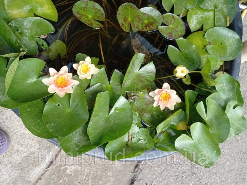 ЛАТАТТЯ, НІМФЕЯ "КАРЛИК ПОМАРАНЧЕВА" - рослина для міні ставка, водної клумби, ставочка у вазоні