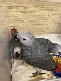 Папуга Жако, птенц 2 міс
