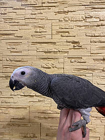 Попугай Жако